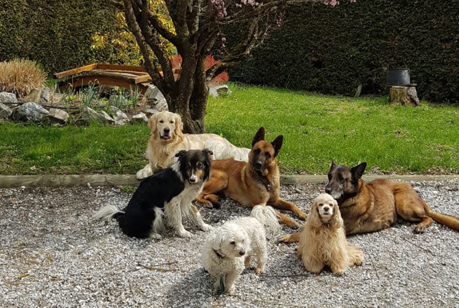 pension pour chien