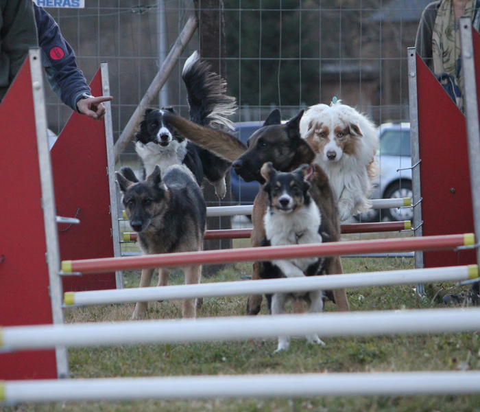 pension pour chien